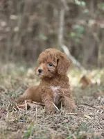 Muffin, a female Miniature Goldendoodle for sale in Commerce, TX – 10 of 10
