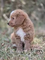 Lily, a female Miniature Goldendoodle for sale in Commerce, TX – 8 of 10