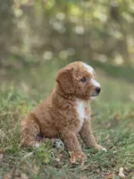Stella, a female Miniature Goldendoodle for sale in Commerce, TX – 3 of 10