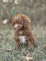 Ivy, a female Miniature Goldendoodle for sale in Commerce, TX – 4 of 9