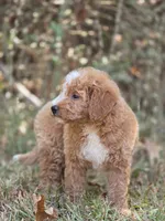 Lily, a female Miniature Goldendoodle for sale in Commerce, TX – 7 of 10