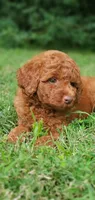 Maverick , a male Miniature Goldendoodle for sale in Commerce, TX – 10 of 10