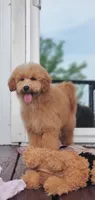 Oakley , a male Miniature Goldendoodle for sale in Commerce, TX – 6 of 9
