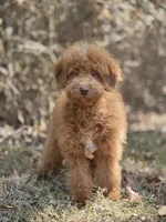 Cookie , a female Miniature Goldendoodle for sale in Commerce, TX – 7 of 8
