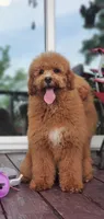 Mia, a female Miniature Goldendoodle for sale in Commerce, TX – 6 of 10