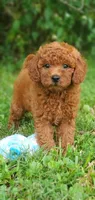Peanut , a female Miniature Goldendoodle for sale in Commerce, TX – 3 of 10