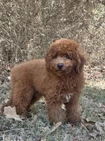 Benny, a male Miniature Goldendoodle for sale in Commerce, TX – 9 of 10