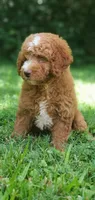 Walter, a male Miniature Goldendoodle for sale in Commerce, TX – 5 of 10