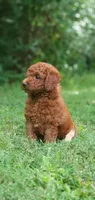 Rusty, a male Miniature Goldendoodle for sale in Commerce, TX – 7 of 10