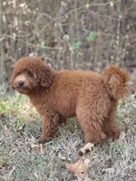 Rusty, a male Miniature Goldendoodle for sale in Commerce, TX – 4 of 10