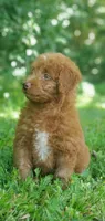 Cookie , a female Miniature Goldendoodle for sale in Commerce, TX – 6 of 10