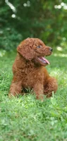Rusty, a male Miniature Goldendoodle for sale in Commerce, TX – 3 of 10