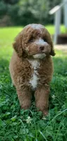Maple, a female Miniature Goldendoodle for sale in Commerce, TX – 9 of 10