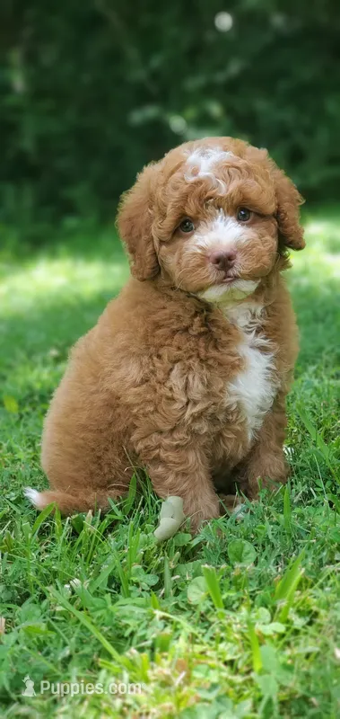 Maple, a female Miniature Goldendoodle for sale in Commerce, TX – 1 of 10