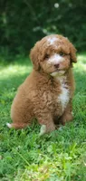 Maple, a female Miniature Goldendoodle for sale in Commerce, TX – 1 of 10
