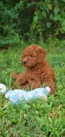 Peanut , a female Miniature Goldendoodle for sale in Commerce, TX – 9 of 10
