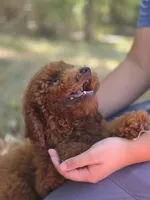 Rusty, a male Miniature Goldendoodle for sale in Commerce, TX – 5 of 10