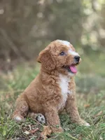 Stella, a female Miniature Goldendoodle for sale in Commerce, TX – 5 of 10
