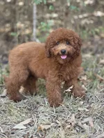 Rusty, a male Miniature Goldendoodle for sale in Commerce, TX – 8 of 10