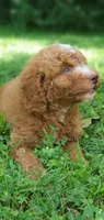 Walter, a male Miniature Goldendoodle for sale in Commerce, TX – 2 of 10