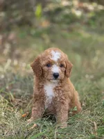 Stella, a female Miniature Goldendoodle for sale in Commerce, TX – 1 of 10