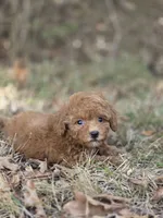 Muffin, a female Miniature Goldendoodle for sale in Commerce, TX – 6 of 10