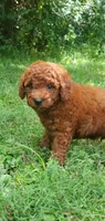 Rusty, a male Miniature Goldendoodle for sale in Commerce, TX – 6 of 10