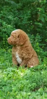 Walter, a male Miniature Goldendoodle for sale in Commerce, TX – 3 of 10