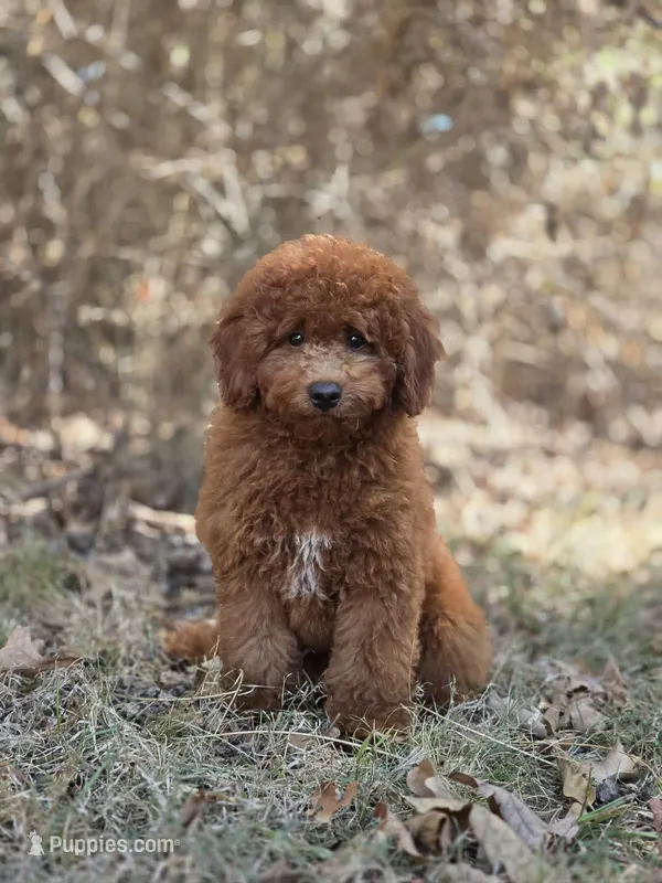 Benny – Miniature Goldendoodle puppy for sale in Commerce, TX