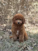 Benny, a male Miniature Goldendoodle for sale in Commerce, TX – 1 of 10