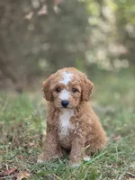 Stella, a female Miniature Goldendoodle for sale in Commerce, TX – 6 of 10