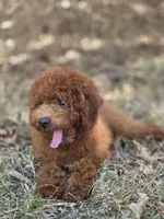 Benny, a male Miniature Goldendoodle for sale in Commerce, TX – 6 of 10