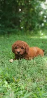 Rusty, a male Miniature Goldendoodle for sale in Commerce, TX – 8 of 10