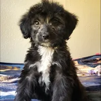 Arlo, a male Springer Doodle for sale in Oklahoma City, OK – Photo 5 of 7