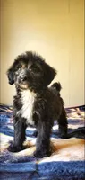 Arlo, a male Springer Doodle for sale in Chicago, IL – Photo 7 of 7