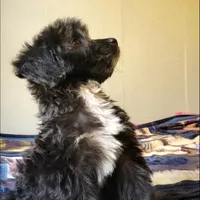 Arlo, a male Springer Doodle for sale in Oklahoma City, OK – Photo 2 of 7