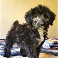 Arlo, a male Springer Doodle for sale in Oklahoma City, OK – Photo 4 of 7