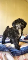 Arlo, a male Springer Doodle for sale in Chicago, IL – Photo 4 of 7