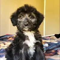 Arlo, a male Springer Doodle for sale in Oklahoma City, OK – Photo 1 of 7