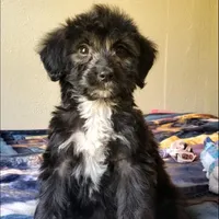 Arlo, a male Springer Doodle for sale in Oklahoma City, OK – Photo 6 of 7