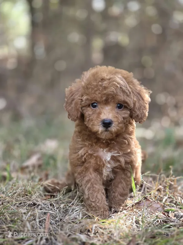 Muffin – Miniature Goldendoodle puppy for sale in Commerce, TX