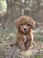 Muffin, a female Miniature Goldendoodle for sale in Commerce, TX – 1 of 10