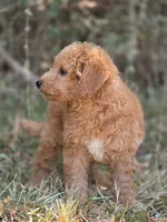 Ollie, a male Miniature Goldendoodle for sale in Commerce, TX – 6 of 10