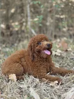 Rusty, a male Miniature Goldendoodle for sale in Commerce, TX – 3 of 10
