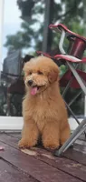 Oakley , a male Miniature Goldendoodle for sale in Commerce, TX – 9 of 9
