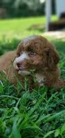 Maple, a female Miniature Goldendoodle for sale in Commerce, TX – 6 of 10