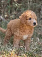 Ollie, a male Miniature Goldendoodle for sale in Commerce, TX – 8 of 10