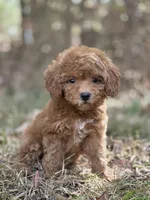 Muffin, a female Miniature Goldendoodle for sale in Commerce, TX – 3 of 10