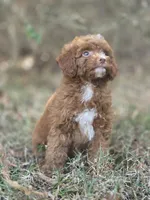 Ivy, a female Miniature Goldendoodle for sale in Commerce, TX – 5 of 9
