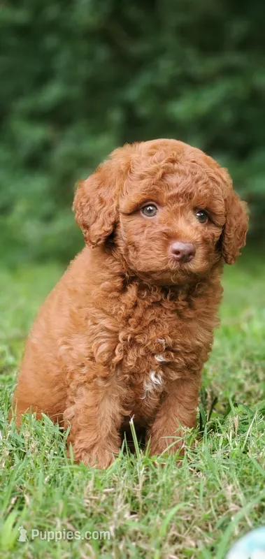 Maverick  – Miniature Goldendoodle puppy for sale in Commerce, TX